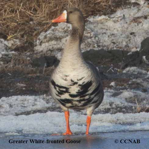 Greater White-fronted Goose