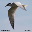 Gull-billed Tern