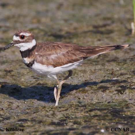 Birds of North America