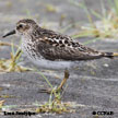 Least Sandpiper