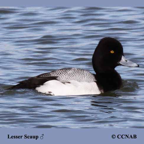 Birds of North America