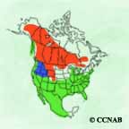 Lesser Scaup range map