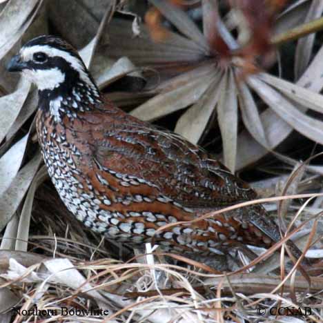 Birds of North America