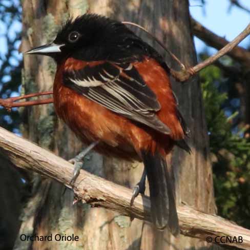 Orchard Oriole