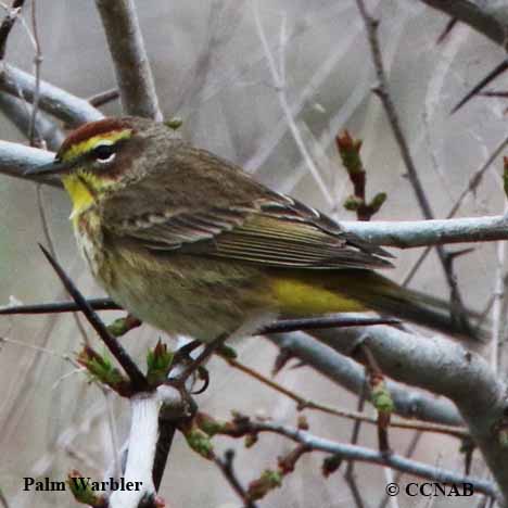 Birds of North America