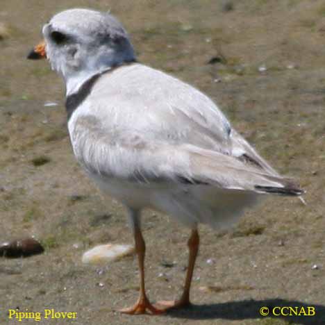 Piping Plover