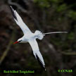 Red-billed Tropicbird