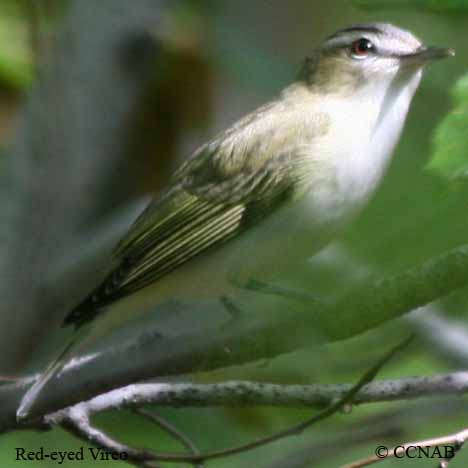 Birds of North America