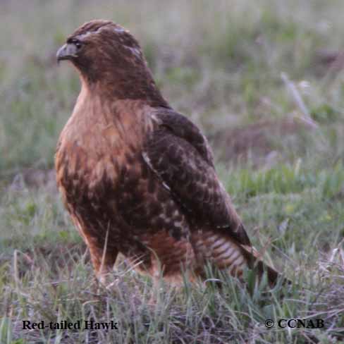 Birds of North America