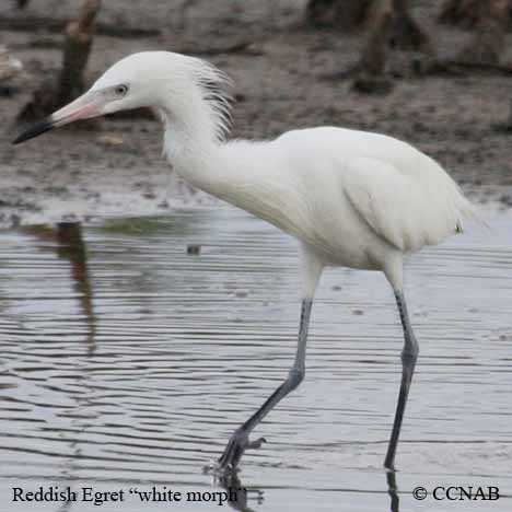 Birds of North America