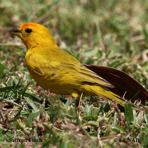 Birds of North America