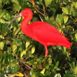 Scarlet Ibis