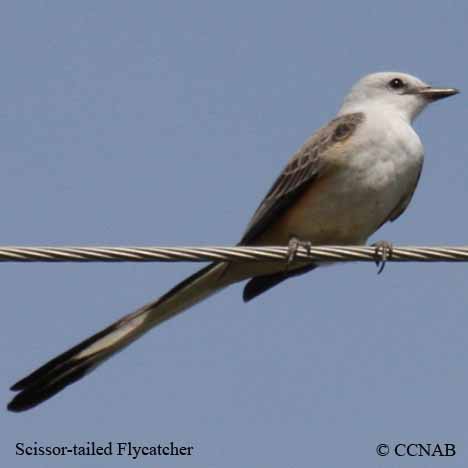 Birds of North America