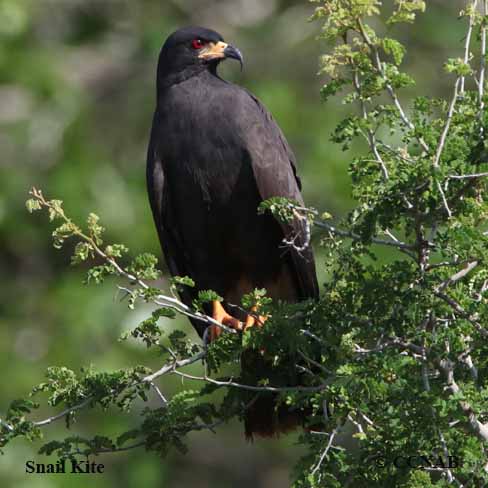 Birds of North America