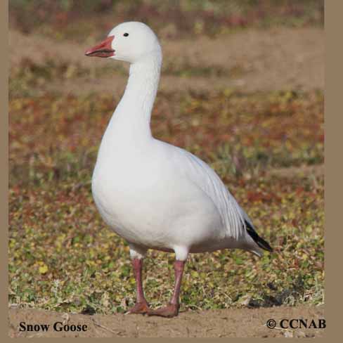 Birds of North America