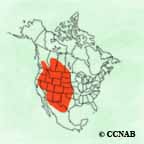 Swainson's Hawk range