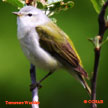 Tennessee Warbler