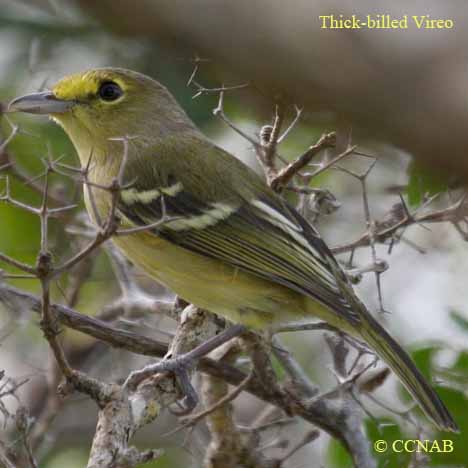 Birds of North America