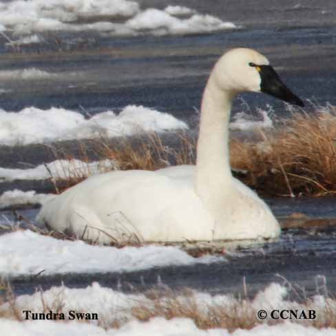 Birds of North America