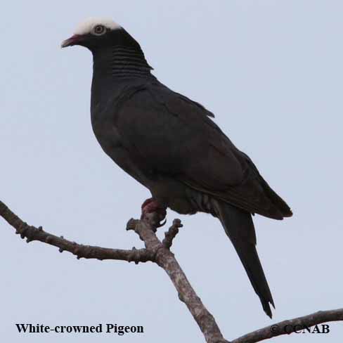 Birds of North America