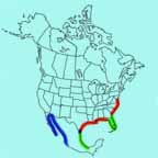 Wilson's Plover range