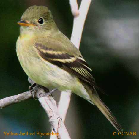 Birds of North America