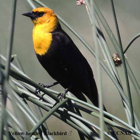 Birds of North America