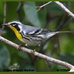 Yellow-throated Warbler