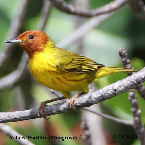 Birds of Cuba