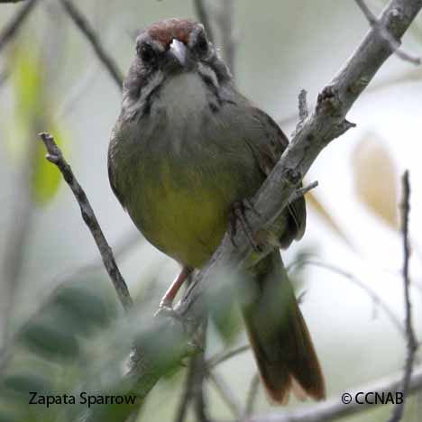 Birds of North America